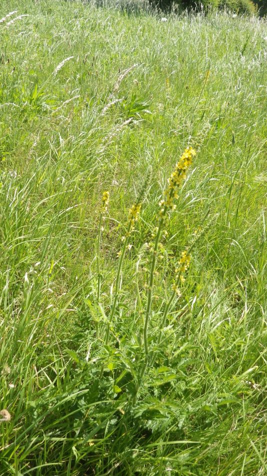 2017-06-15 06 Hethel.jpg