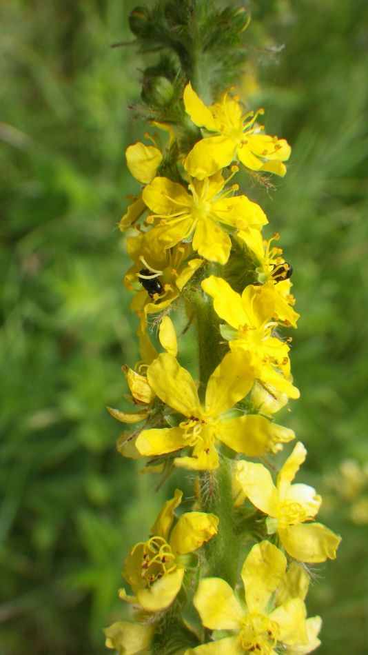 2017-06-15 07 Hethel.jpg