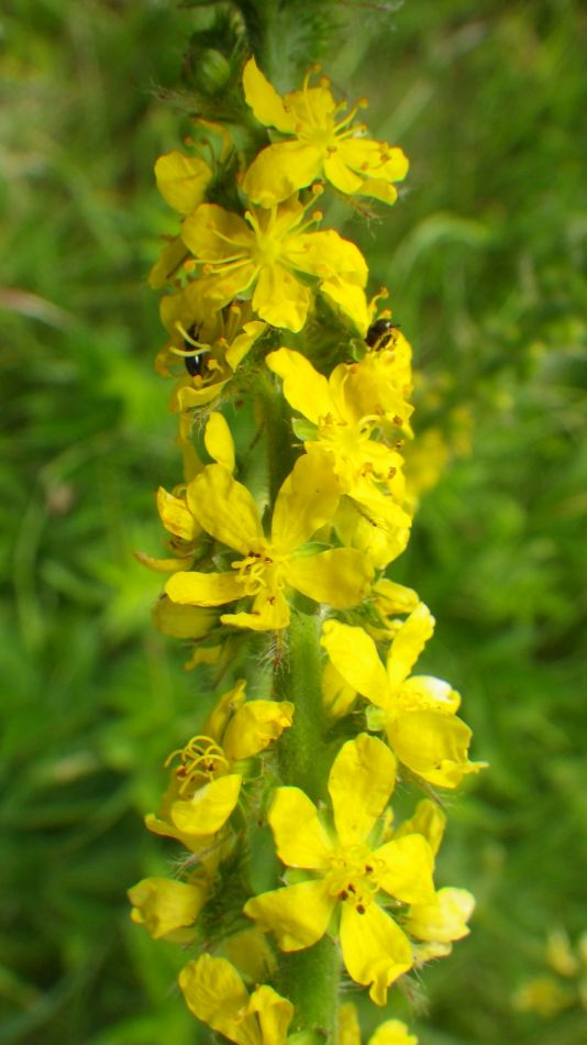 2017-06-15 08 Hethel.jpg