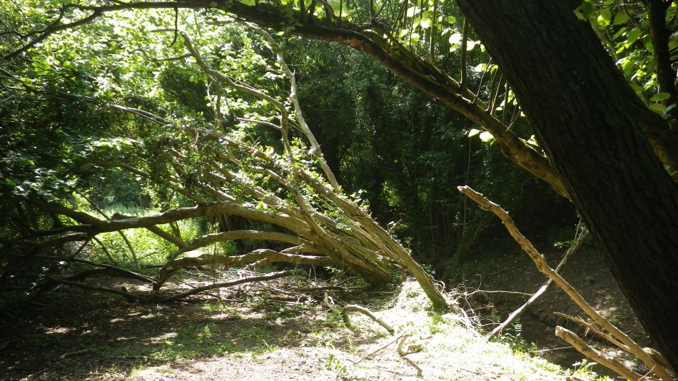 2017-06-15 09 Hethel.jpg