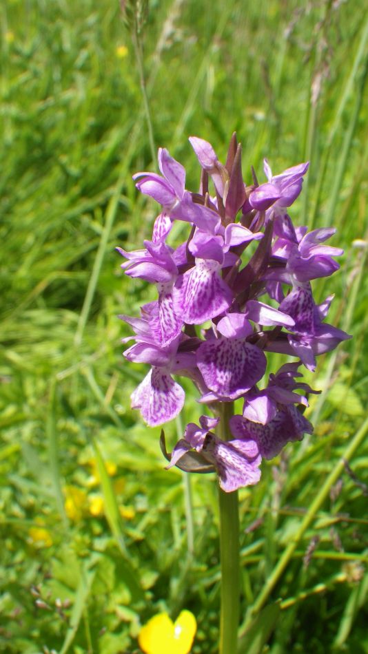 2017-06-15 13 Hethel.jpg