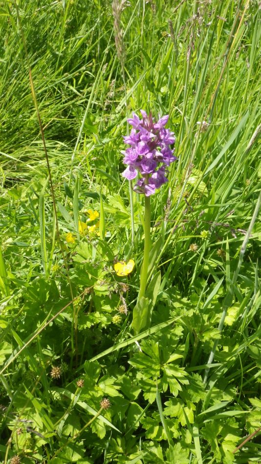 2017-06-15 14 Hethel.jpg