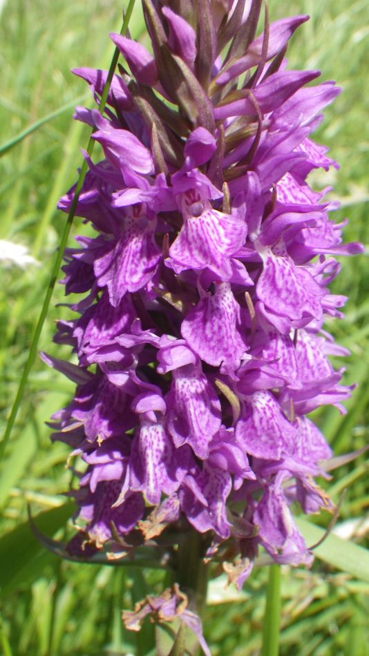 2017-06-15 15 Hethel.jpg