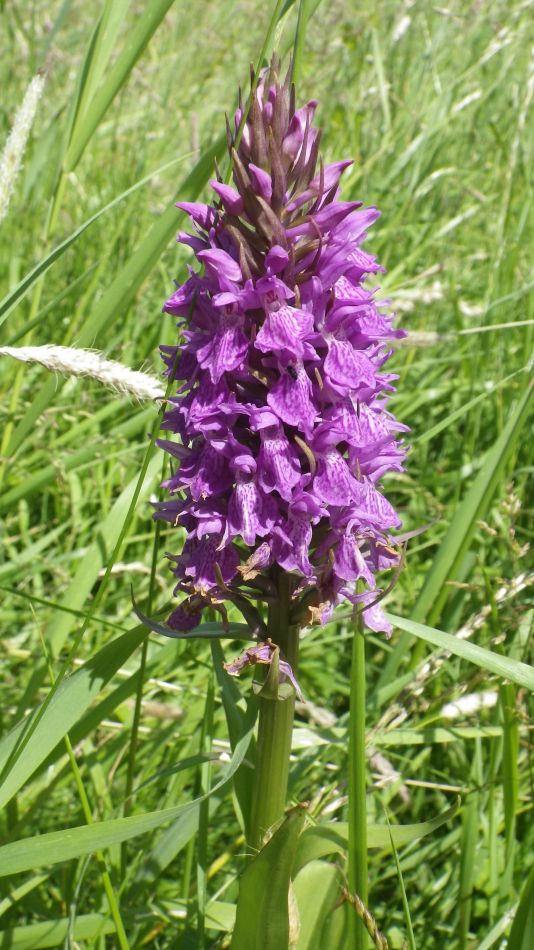 2017-06-15 16 Hethel.jpg