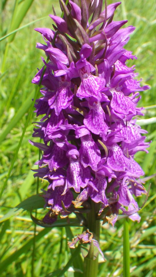 2017-06-15 17 Hethel.jpg