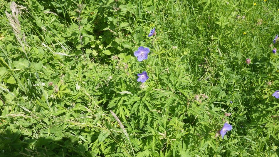 2017-06-15 19 Hethel.jpg