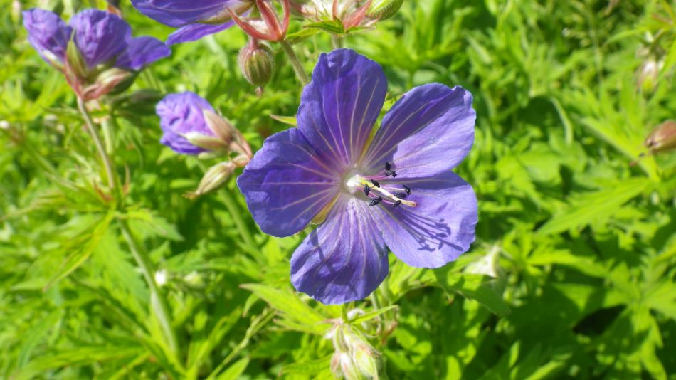 2017-06-15 20 Hethel.jpg