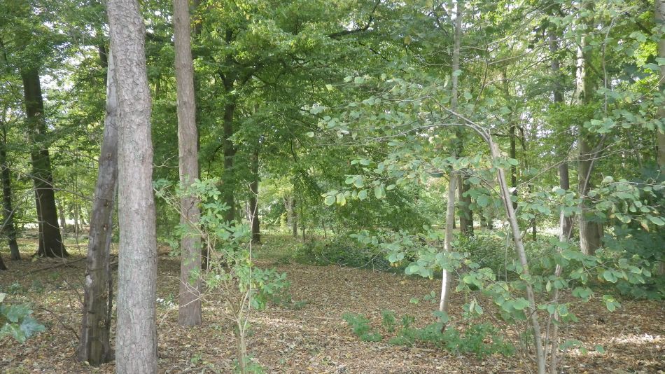 2018-10-02 06 Ditchingham and Broome.jpg