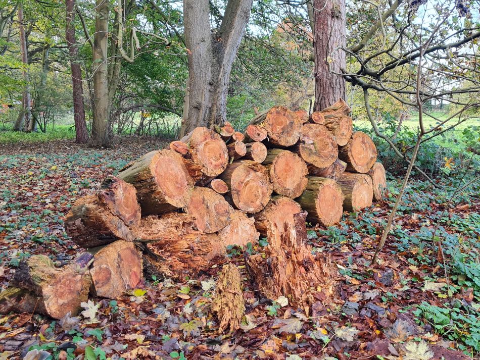 2023-11-09 11 Ditchingham and Broome.jpg