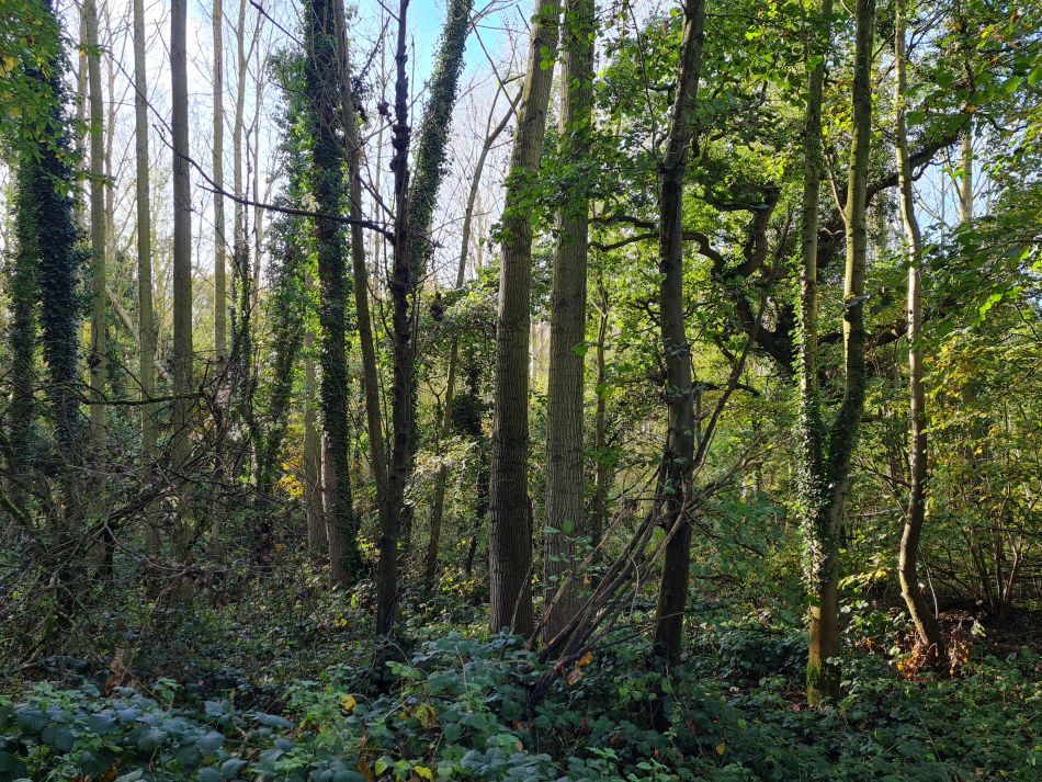 2023-11-09 21 Ditchingham and Broome.jpg