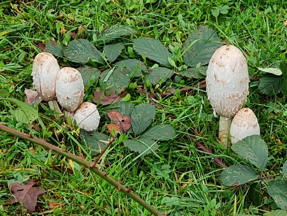 2023-11-09 26 Ditchingham and Broome.jpg