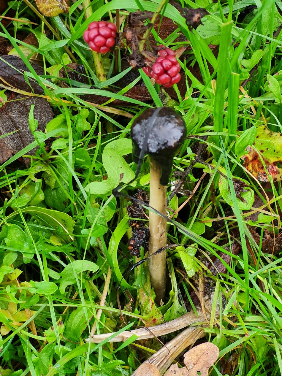 2023-11-09 27 Ditchingham and Broome.jpg