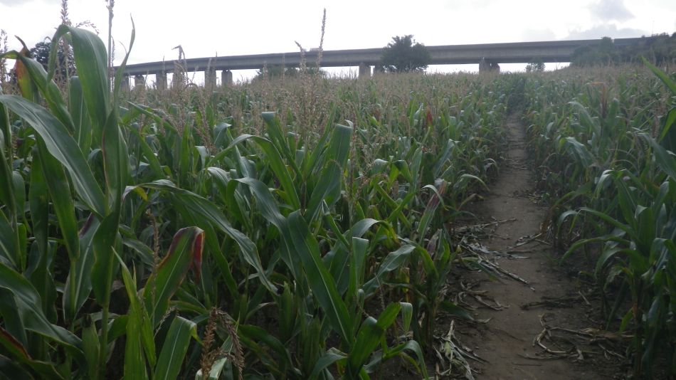 2020-09-07 26 Orwell Bridge.jpg