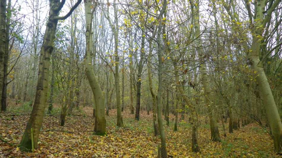 2018-11-21 10 Historic Hoxne.jpg