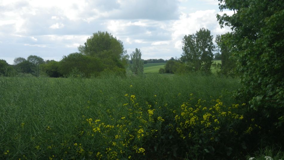 2020-05-14 02 Hoxne and Brakey Wood.jpg