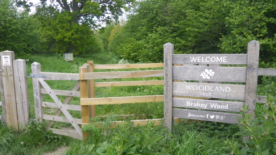 2020-05-14 03 Brakey Wood.jpg