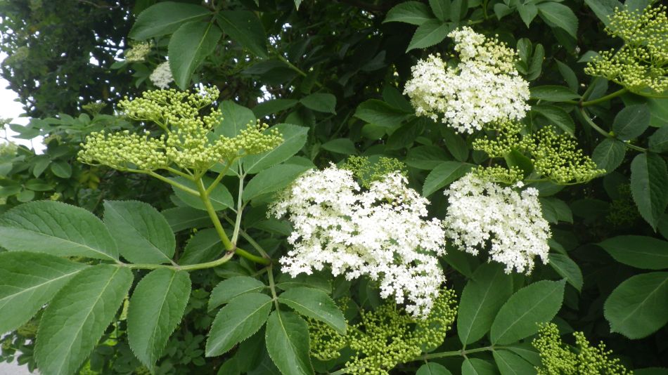 2020-05-14 08 Elder Flowers Sambucus nigra.jpg