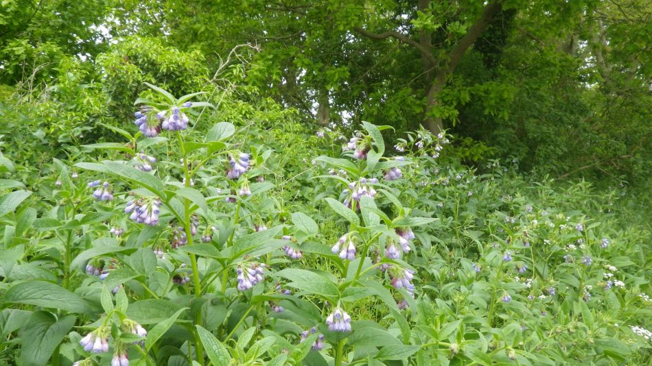 2020-05-14 09 Comfrey Symphytum sp.jpg