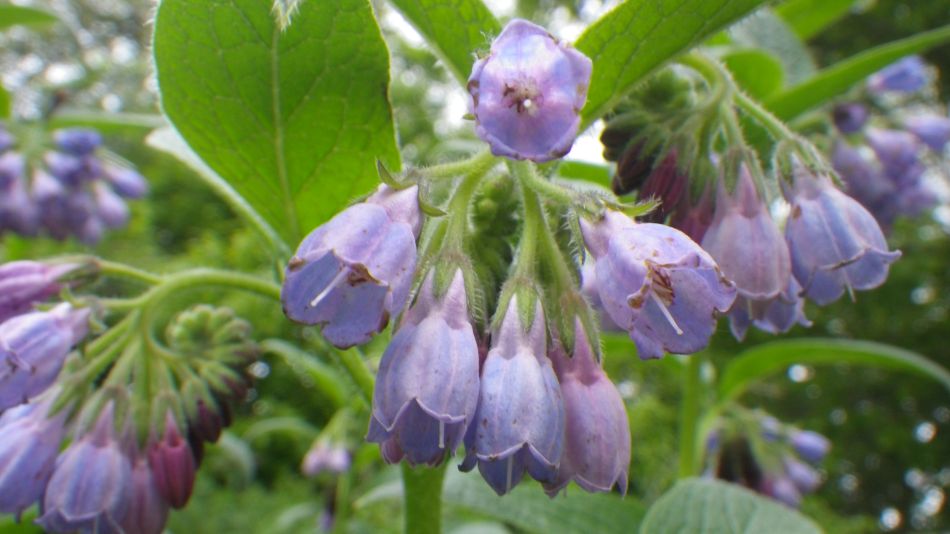 2020-05-14 10 Comfrey Symphytum sp.jpg