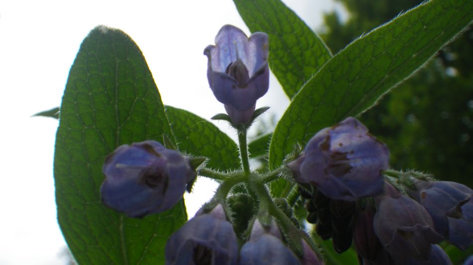 2020-05-14 11 Comfrey Symphytum sp.jpg