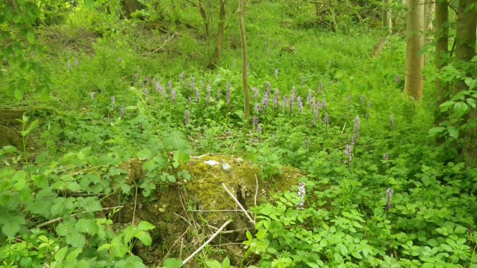 2020-05-15 06 Hoxne and South Green.jpg