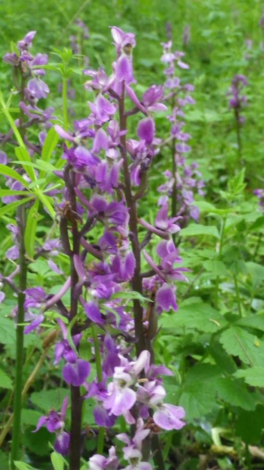 2020-05-15 07 Hoxne and South Green.jpg