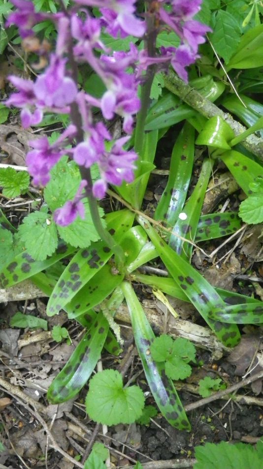 2020-05-15 08 Hoxne and South Green.jpg