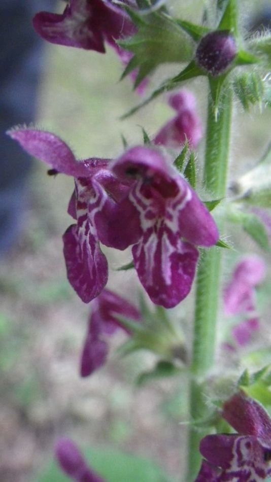 2016-06-22 08 The Triple Plea.jpg