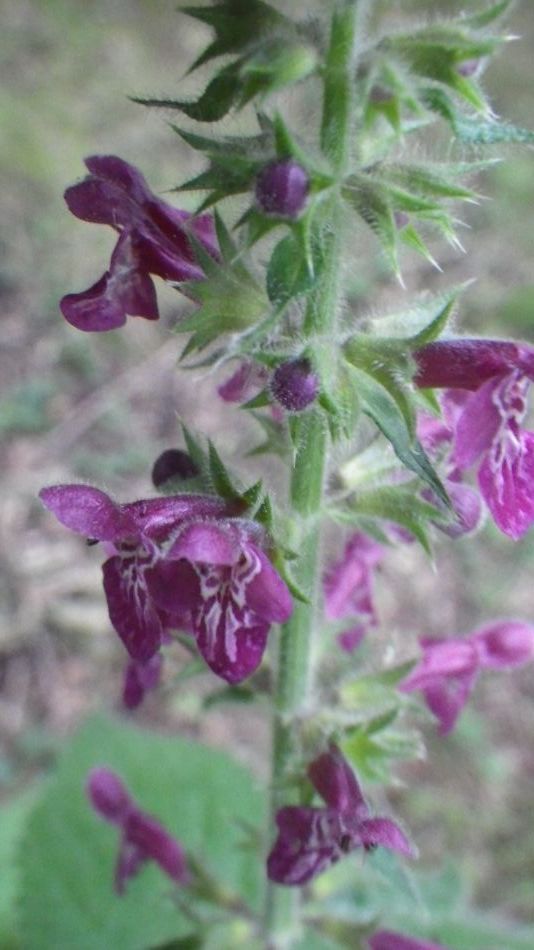 2016-06-22 09 The Triple Plea.jpg