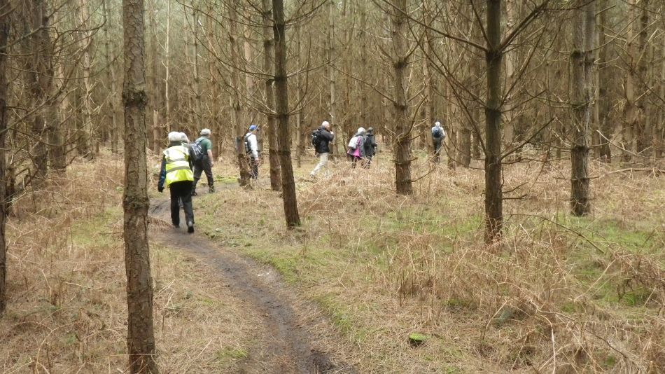 2017-02-26 05 Tunstall Forest and Viking Trail.jpg