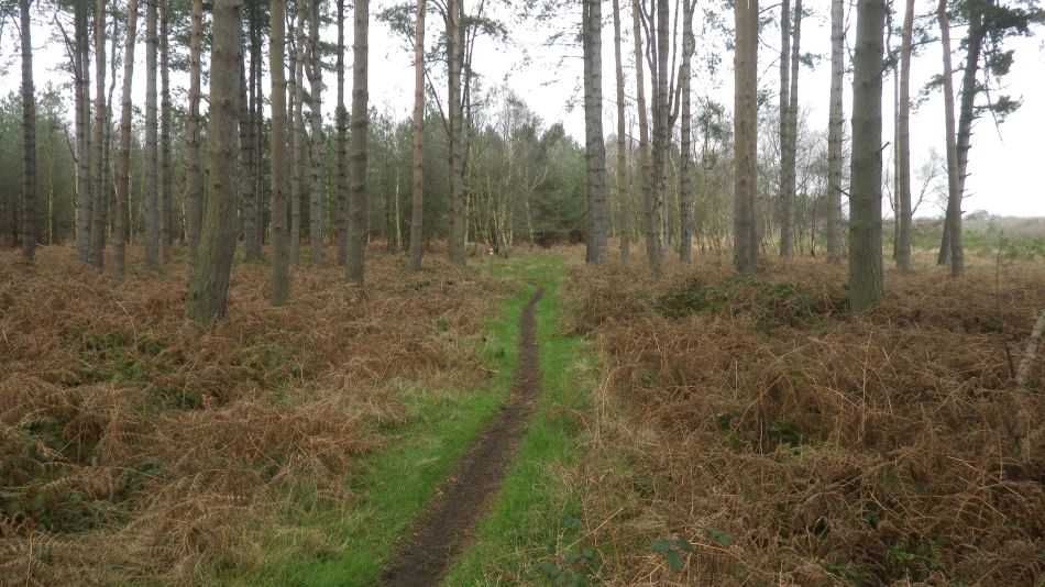 2017-02-26 06 Tunstall Forest and Viking Trail.jpg