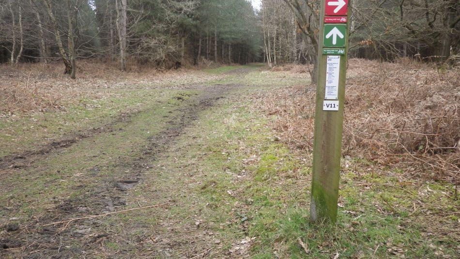 2017-02-26 11 Tunstall Forest and Viking Trail.jpg