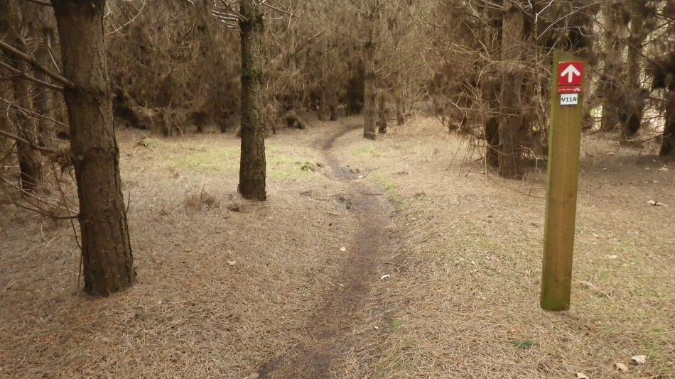 2017-02-26 12 Tunstall Forest and Viking Trail.jpg