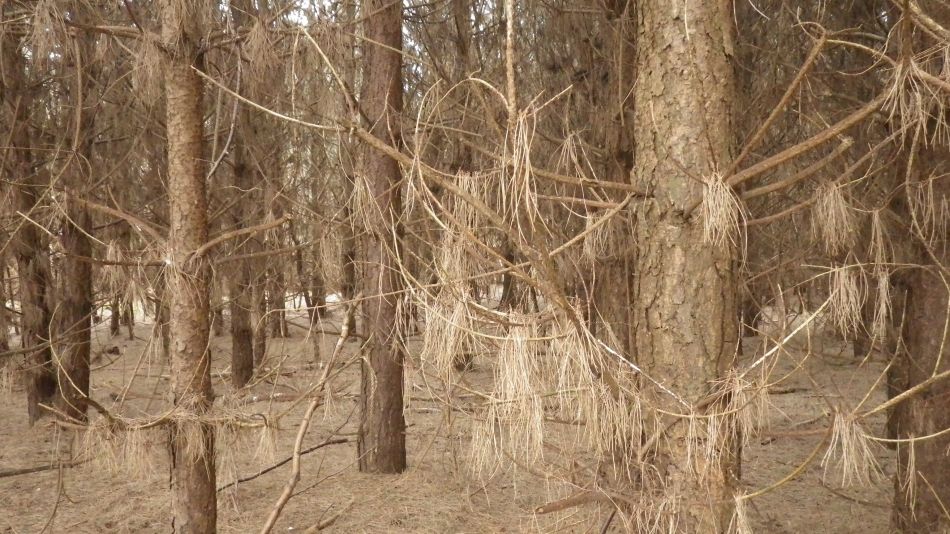 2017-02-26 15 Tunstall Forest and Viking Trail.jpg