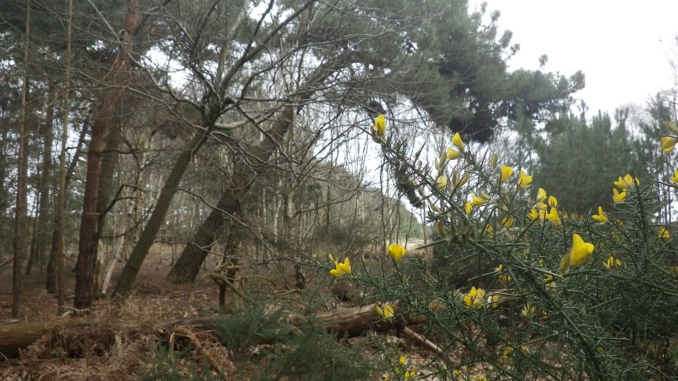 2017-02-26 17 Tunstall Forest and Viking Trail.jpg