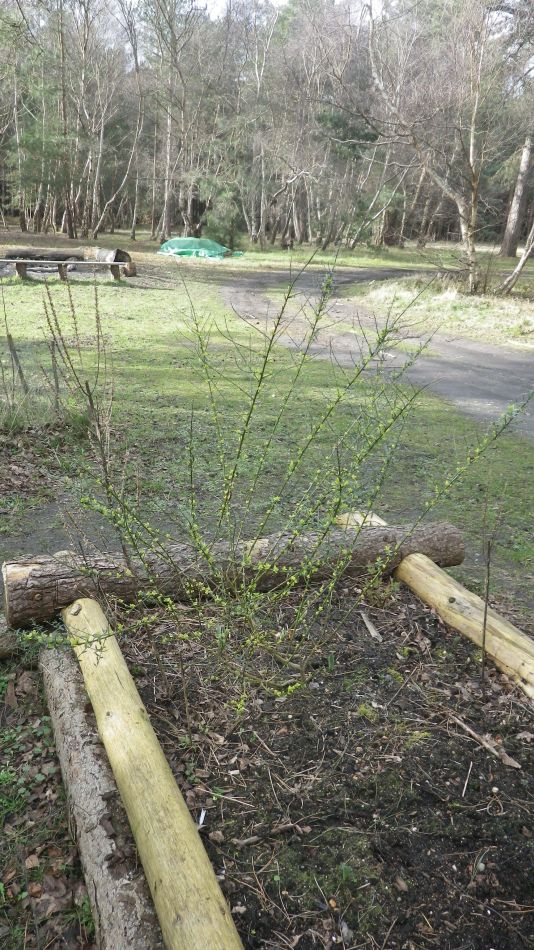 2017-02-26 39 Tunstall Forest and Viking Trail.jpg