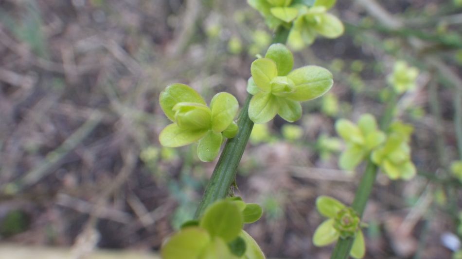 2017-02-26 40 Tunstall Forest and Viking Trail.jpg