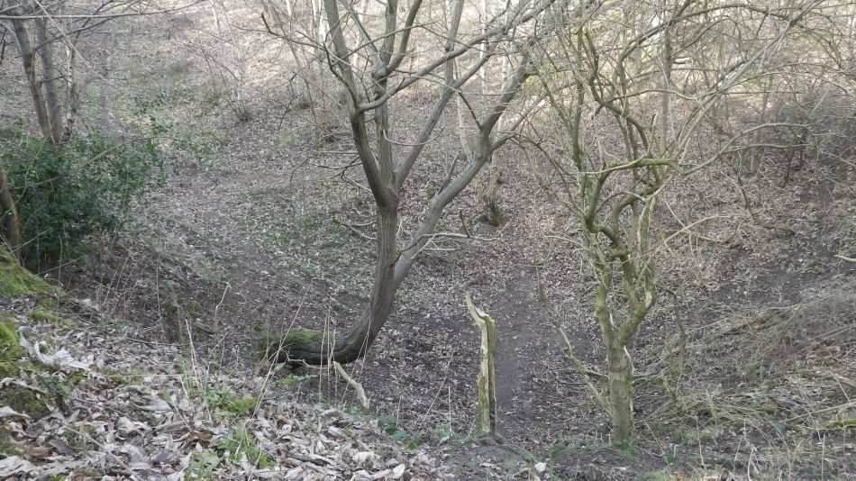 2017-02-26 42 Tunstall Forest and Viking Trail.jpg