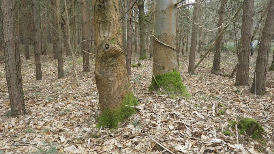 2017-02-26 46 Tunstall Forest and Viking Trail.jpg