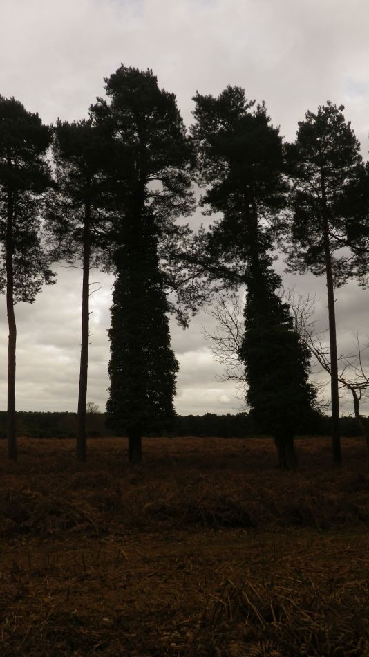 2017-02-26 48 Tunstall Forest and Viking Trail.jpg