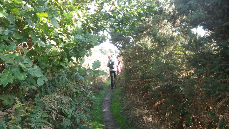 2016-11-02 07 Knodishall Common Sandlings Way and Hundred River Area.jpg