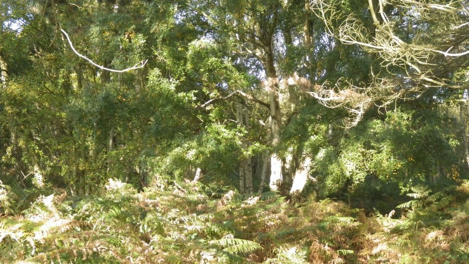 2016-11-02 08 Knodishall Common Sandlings Way and Hundred River Area.jpg