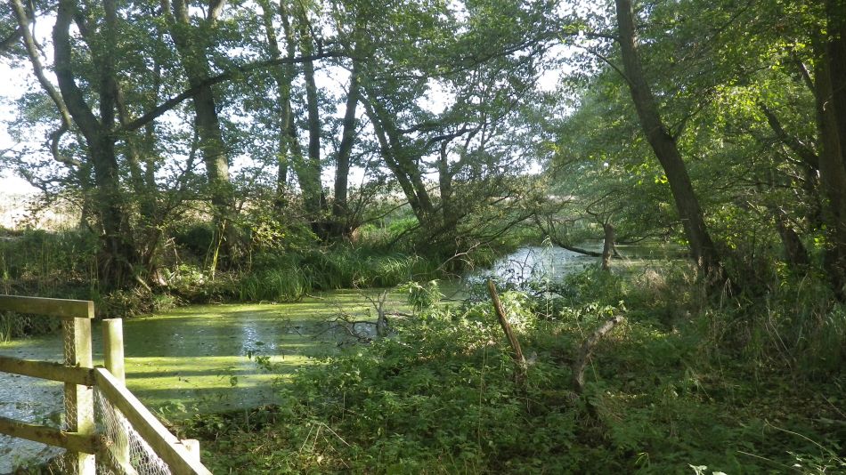 2016-11-02 12 Knodishall Common Sandlings Way and Hundred River Area.jpg