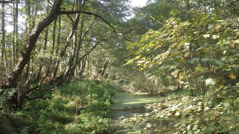 2016-11-02 14 Knodishall Common Sandlings Way and Hundred River Area.jpg