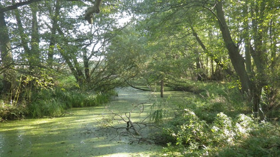 2016-11-02 15 Knodishall Common Sandlings Way and Hundred River Area.jpg