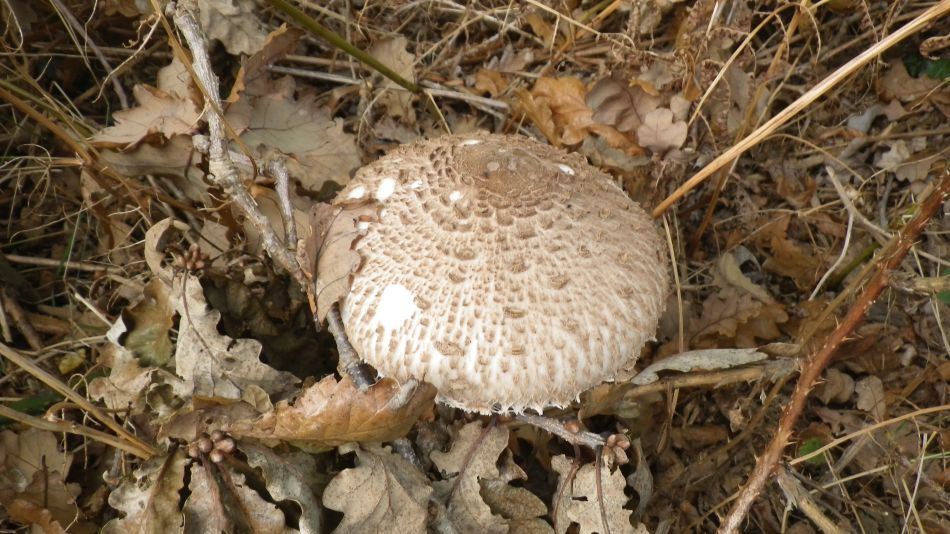 2016-11-02 21 Knodishall Common Sandlings Way and Hundred River Area.jpg