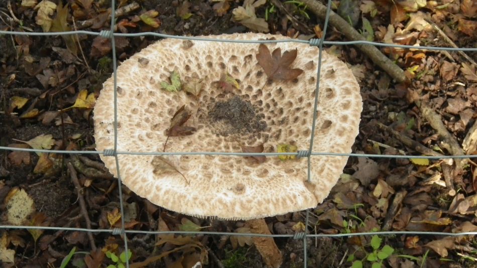 2016-11-02 22 Knodishall Common Sandlings Way and Hundred River Area.jpg