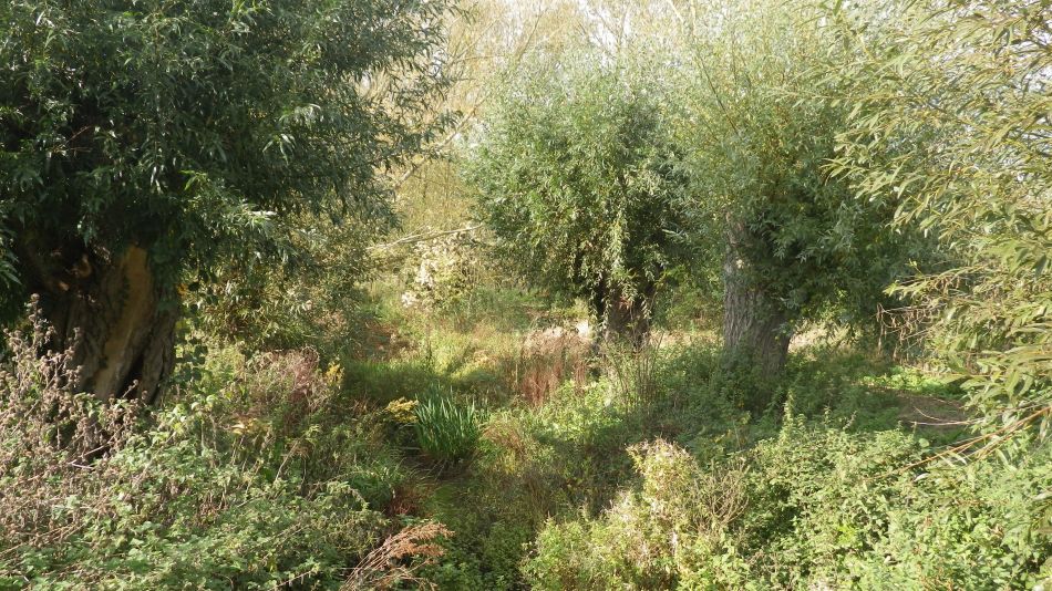 2016-11-02 23 Knodishall Common Sandlings Way and Hundred River Area.jpg