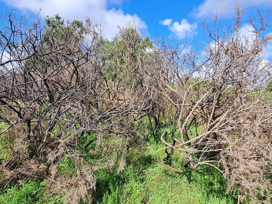 2023-08-28 03 Knodishall and Aldringham.jpg