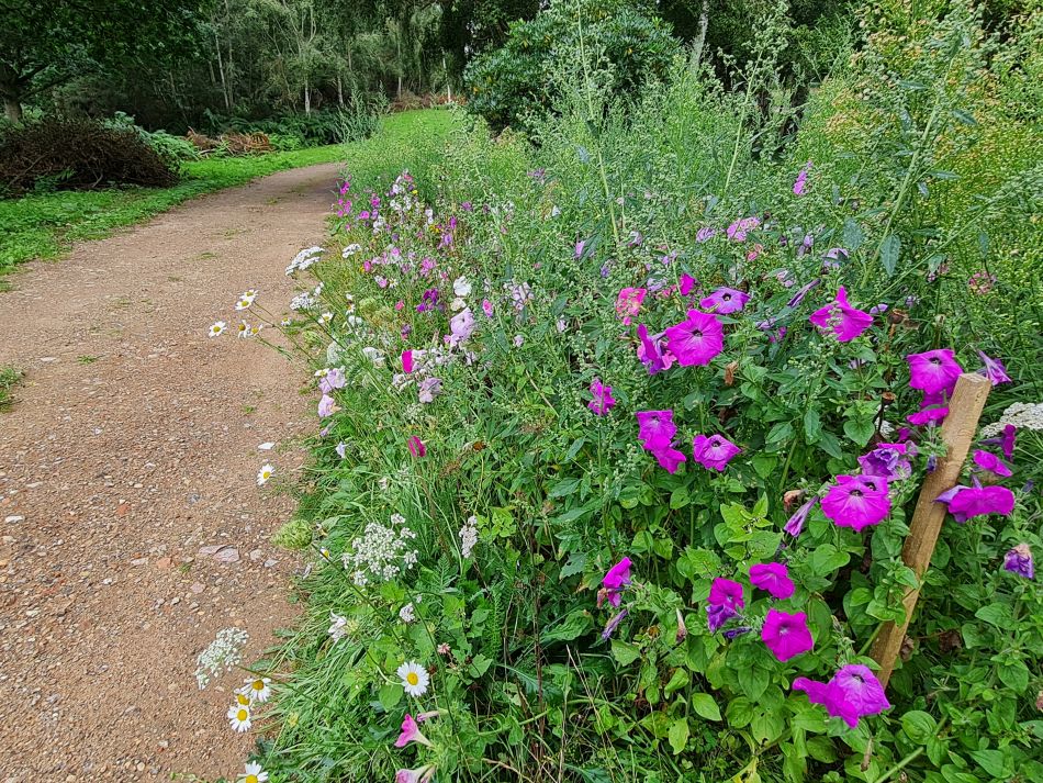 2023-08-28 05 Knodishall and Aldringham.jpg